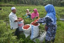 Suparman memanen tanaman cabenya