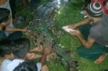 Buaya yang menggigit warga beberapa hari lalu berhasil ditangkap/azi