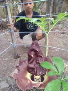 Bunga bangkai warna ungu dengan ukuran sekitar 40 Cm tumbuh mekar di salah satu rumah warga/hari