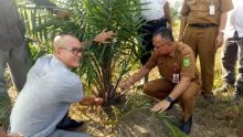 Kadis TPH Bun mengecek kondisi tanaman sawit