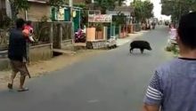 Warga mengepung babi hutan dewasa yang nyelonong masuk areal pemukiman. Foto: int