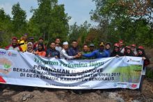 Penanaman 1000 bibit mangrove di pesisir pantai yang terdapat di Desa Sebauk Bengkalis/hari
