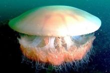 Ubur-ubur berukuran raksasa menyerang pantai Korea Selatan (foto: UPI)