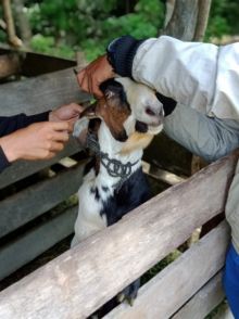 Dinas Pertanian (Distan) Bengkalis melakukan pemeriksaan hewan kurban/hari