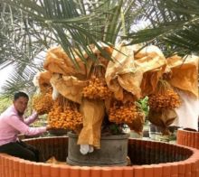 Pemilik kebun Kurma Tropis KL1 Muhammad Rafi saat berkunjung ke kebun budidaya kurma KL1 di Thailand (foto/int)