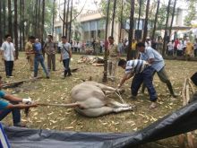 Pemotongan hewan Kurban di Masjid Darul Abrar
