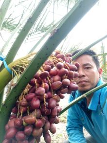 Rafi menunjukkan kurma tropis KL1 Thailand miliknya yang sudah siap panen (foto/int)