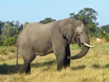 Foto ilustrasi Wikipedia