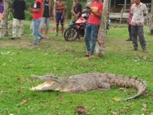 Seekor buaya masuk pemukiman warga di Siak.