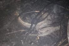 Penampakan tubuh ular yang tampak memiliki kaki pada bagian ekornya. Penemuan hewan ini tengah viral di dunia maya. Foto; int 