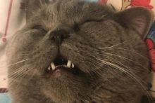 Seekor kucing jantan di China bernama Xiaopi terpaksa diinfus dengan tetesan glukosa lantaran kelelahan setelah berhubungan intim dengan setidaknya lima kucing betina dalam satu malam (net) 