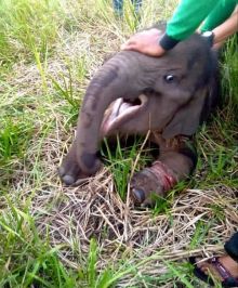 Terlihat luka panjang bekas jeratan tali nilon yang mengenai kaki gajah di Mandau
