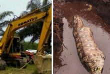 Ular piton sebesar babi dievakuasi BBKSDA pakai eskavator (foto/int)