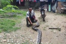 Ular piton melilit dan nyaris menelan korban/foto:serambinews
