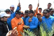 Panen kurma di kebun KKI