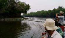 Tadi malam, Rabu, 30 Oktober 2019 buaya terlihat timbul berulang kali di sepanjang pantai dorak, Selatpanjang, Kabupaten Kepulauan Meranti (foto/ist)