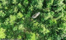 Gajah dijuluki Osama bin Laden dan menewaskan lima orang di salah satu desa di India (foto/int)