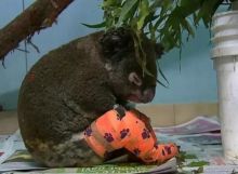 Koala yang jadi korban kebakaran hutan di Australia disuntik mati (foto/int)