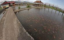 Kolam larangan (foto/ilustrasi)