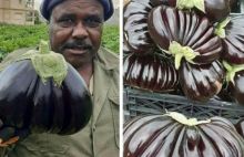 Petani di Gaza, Palestina panen terong berukuran jumbo (foto/int)