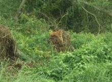 Harimau di dalam hutan (foto/ilustrasi)