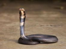 Nekat Bermain Dengan Ular Kobra, Nyawa Bocah Asal Depok Hampir Melayang