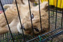 Anak singa Afrika berhasil diselamatkan dari para pelaku perdagangan ilegal. Foto. Amri/Riau24Group