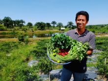 Mus Mulyadi Ketua Pertanian terpadu Sakai memamerkan salah satu hasil dari pertanian terpadu mereka.