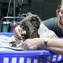 Pemerintah Australia Memerintahkan Untuk Membunuh Semua Bayi Koala yang Selamat Dalam Kebakaran Hutan, Ini Alasannya..