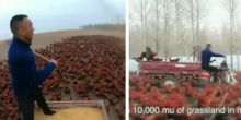 Pria China memberi makan 70 ribu ayam ternaknya tiap hari (foto/int)