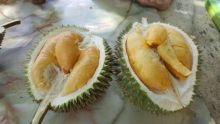Ilustrasi Durian