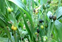 Tanaman Jali-jali atau Barley