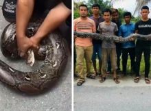 Ular sawah atau sanca raksasa muncul di Kota Pekanbaru (foto/int)