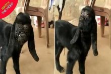 kambing berwajah manusia di India