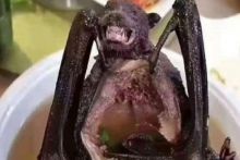 Sup kelelawar, makanan khas Wuhan yang dituding menjadi biang munculnya virus Corona. Foto: int 