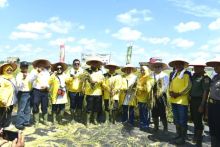 Panen Raya Desa Harapan Baru Kacamatan Mandau (foto/Hari)