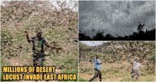 Tanda-Tanda Akhir Jaman Semakin Nyata, Wabah Belalang Gurun yang Mampu Mengonsumsi Semua Tanaman Menyerbu Afrika Timur, Bahkan Bisa Mencapai ke Daratan Asia