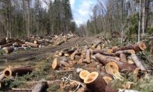 Polres Siak lidik illegal loging di Pulau Rupat (foto/int)