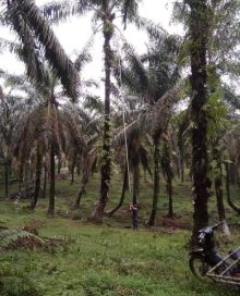 Seorang karyawan PT Serikat Putra, mengalami kecelakaan saat kerja memanen buah sawit (foto/Ardi)