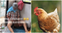 Video Mengerikan Pria Tua Asal Kedah Tua yang Memperkosa Seekor Ayam, Tuai Kecaman Netizen di Malaysia