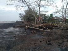 Abrasi masih terus menggerogoti disepanjang pantai di pulau Bengkalis (foto/Hari)