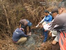 Terjadinya kebakaran lahan di Dusun Sena, Desa Sungai Linau, Kecamatan Siak Kecil, Kabupaten Bengkalis (foto/int)