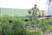 Koptu Adri Chandra, Babinsa Komando Rayon Militer (Koramil) 01/Tembilahan, Kodim 0314/Inhil memanfaatan lahan pekarangan rumah dinas dengan bercocok tanam (foto/Rgo)
