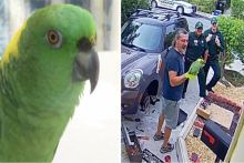 Polisi dibuat tertawa gara-gara burung beo di Florida Amerika Serikat ini (foto/int)