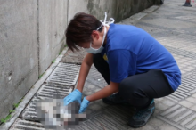 Sama Seperti di Malaysia, Puluhan Hewan Peliharaan Dilempar Pemiliknya Dari Balkon Apartemen yang Tinggi Akibat Takut Terhadap Virus Corona 