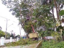 Ilustrasi pemotongan pohon pelindung (int)