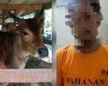 Polres Indragiri Hilir (Inhil) melalui jajaran Polsek Kemuning, menangkap pelaku pencurian ternak sapi milik warga di Dusun Leboy (foto/Rgo)