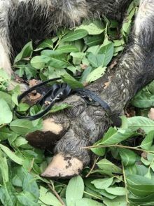 Kisah Belasan Kuda yang Telah Tewas Dengan Kaki Diikat Dibuang di Jalanan Buckinghamshire, Tuai Kecaman Dari Netizen di Inggris