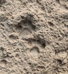 Tiga desa di Kecamatan Pangkalan Kuras Kabupaten Pelalawan dihebohkan dengan penampakan harimau sumatera (foto/Ardi) 