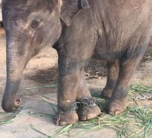 Tragis, Kaki Bayi Gajah di Thailand Ini Dirantai Dan Dipaksa Untuk Mengemis Kepada Para Wisatawan